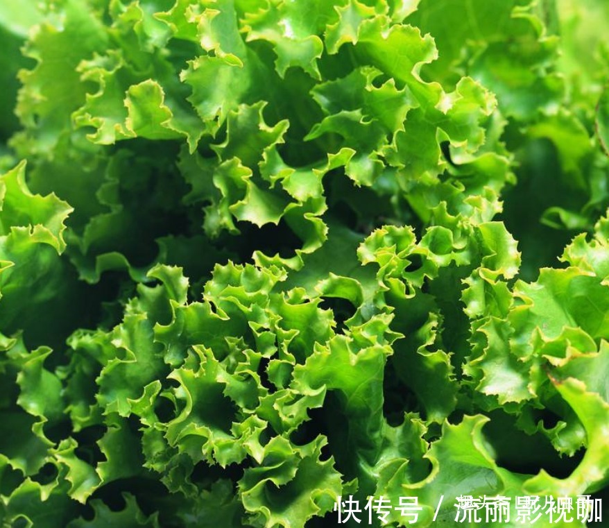 虫哥|生菜保护眼睛,清热提神,种出更优质丰产的生菜,仅需掌握四点!