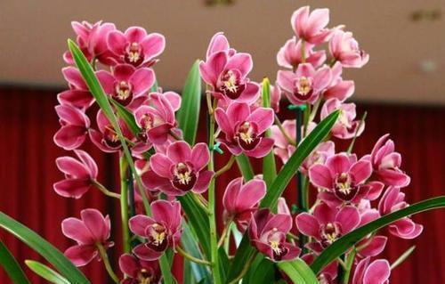 根系|开春兰花“饿得慌”，3个技巧补一补，侧芽花苞一起长！