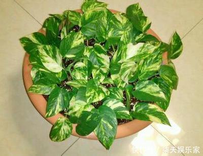 葛绿萝|绿萝品种真不少,数一数5-6种,个个高颜值,看看你养了几种