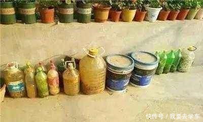 家养“金枝玉叶”,浇点“壮骨肥”,一年变老桩,形态美,超值钱!