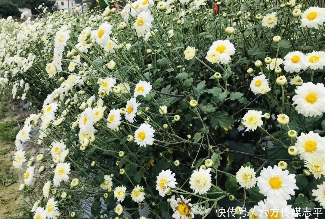 创建全域旅游示范区丨高要旅游手信篇:河台