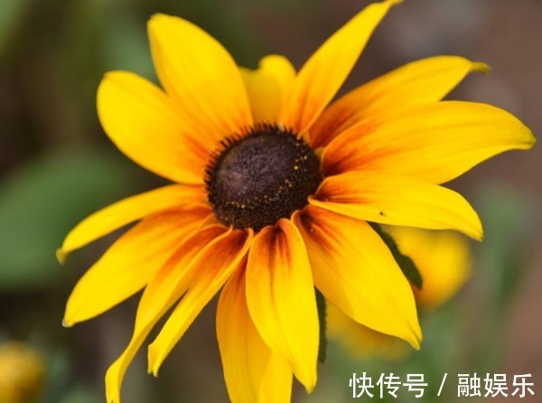 黑心菊怎么养护开花更多以下3个方面多注意,开花更多更鲜艳