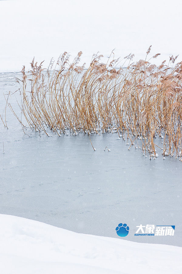 我慢慢地品 雪落下的声音|图集| 雪地