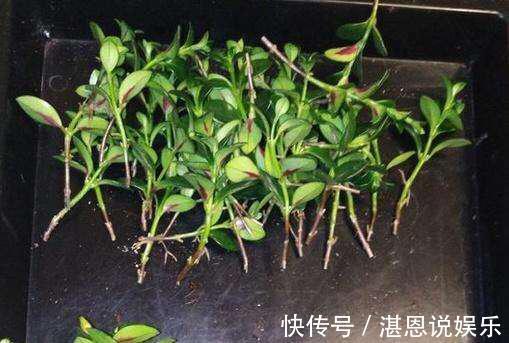 花繁叶茂|它比金边吊兰漂亮，1个修剪小技巧，长势快，开花不断，花繁叶茂