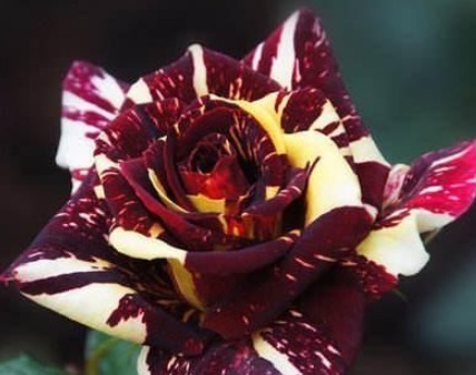 养护|三个品种的月季花,不仅花瓣上有漂亮的花纹,而且养护方法简单