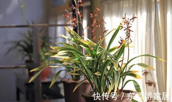 黄叶|兰花怕浇“3种水”,浇完黄叶又烂根,大部分花友都用错了