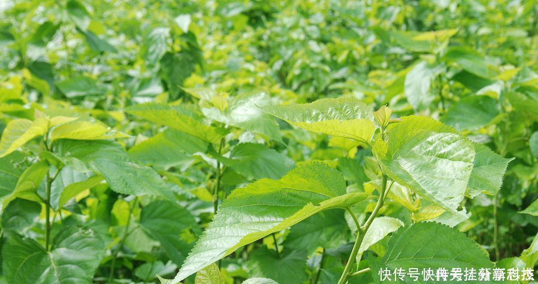 血糖控制|糖尿病的“祸根”找到了,别再冤枉甜食了,这3物劝你快管住嘴