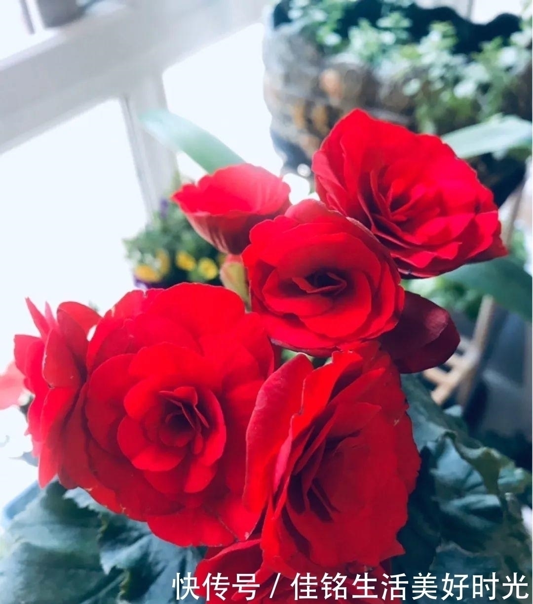 天竺葵|8种花夏天太容易死,现在赶紧扦插,死了也不心疼