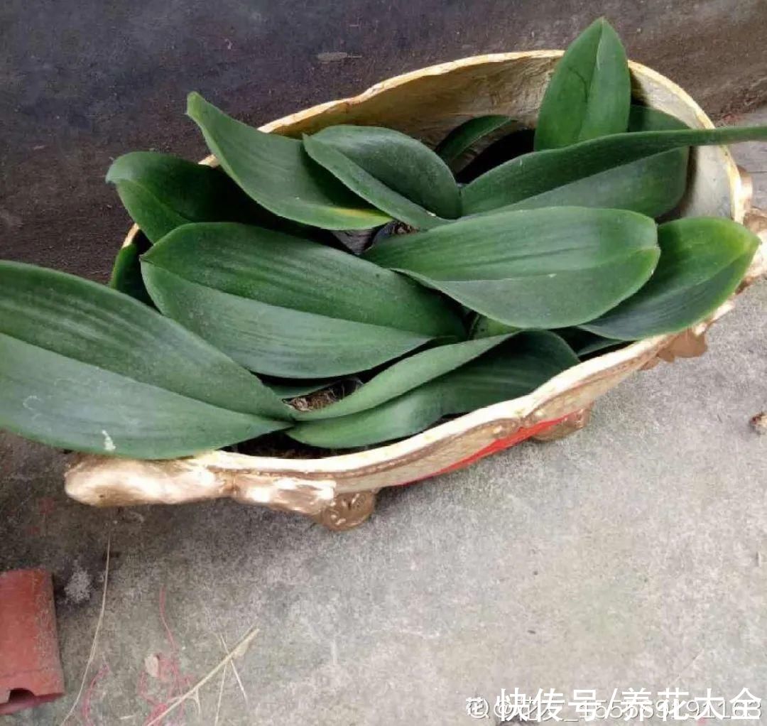 过完年,垃圾桶周围多了不少花,又要开始捡破烂儿了