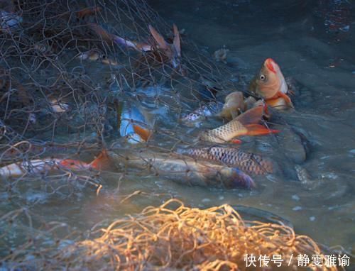 一条鱼可以卖出近“三百万”天价,查干湖的鱼到底有什么特色?