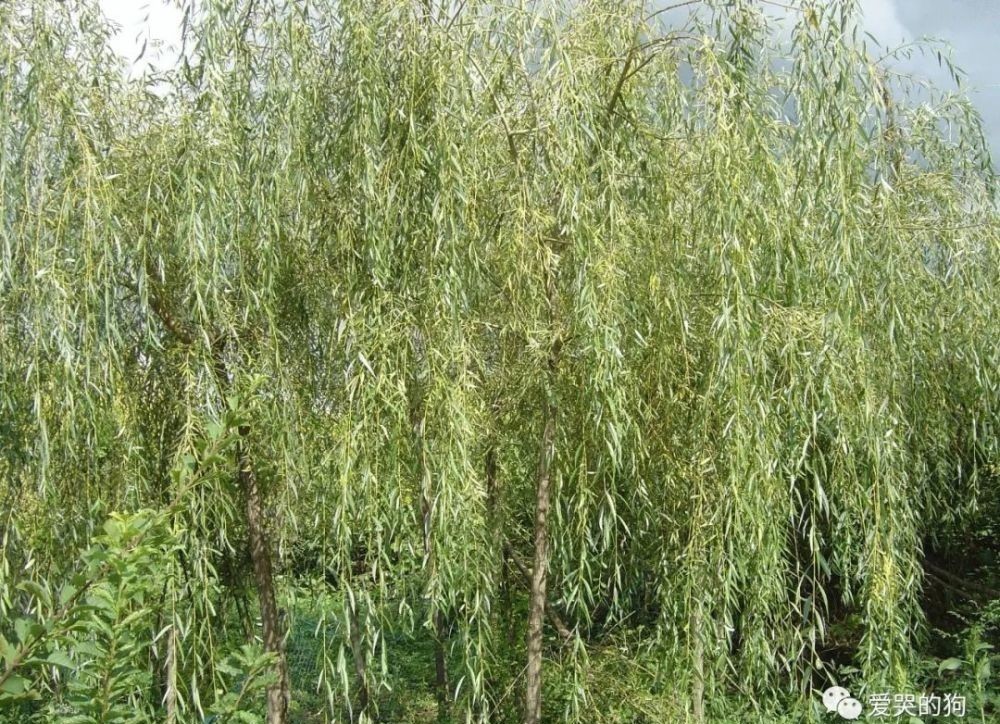 诗人|曾巩的咏物诗别具一格,这首经典的《咏柳》,每一句都有深意