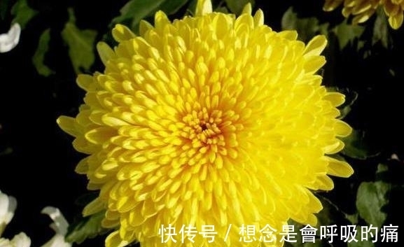 光照|秋季养菊别大意,3点事项需谨记,想要菊花开花造型美,值得一看