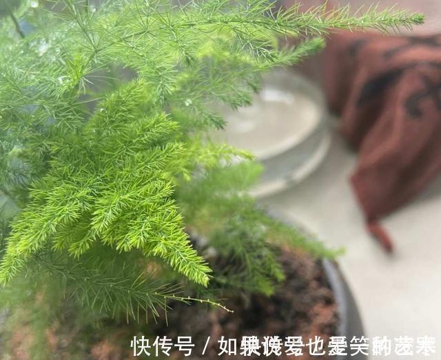 文竹|虎皮兰文竹养不好,撒一把粉末,半年不施肥也会蹭蹭长