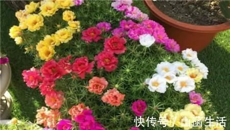 不死花|一种不死花,开花300天,枝条剁成段,复制一百盆