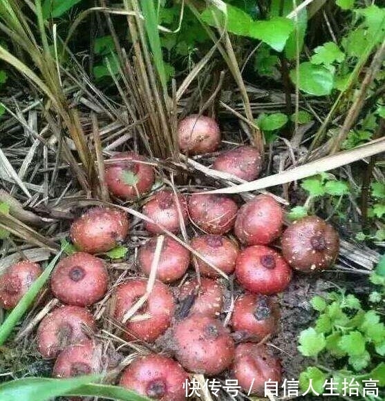 农村|农村娃绝对没吃过的8种纯天然美食!