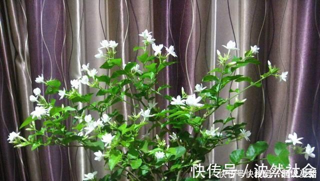 修剪|养茉莉花，只用了一个小诀窍，花开的又多又香，太赞了