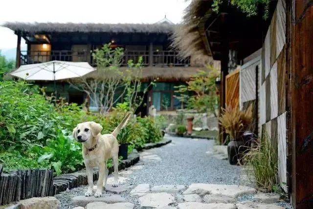 等我老了以后,找个小院陪你养花种菜!