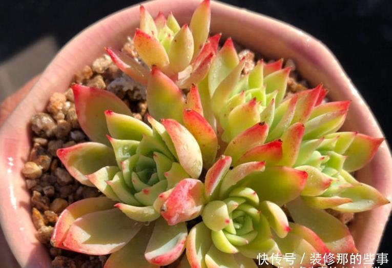 老桩|喜欢多肉三色堇的肉友很多,但你知道怎么给它配土和养护吗?