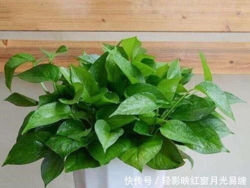 把这种调味料捣碎了养花,专治烂根、黄叶和虫害,花疯长撑爆盆!