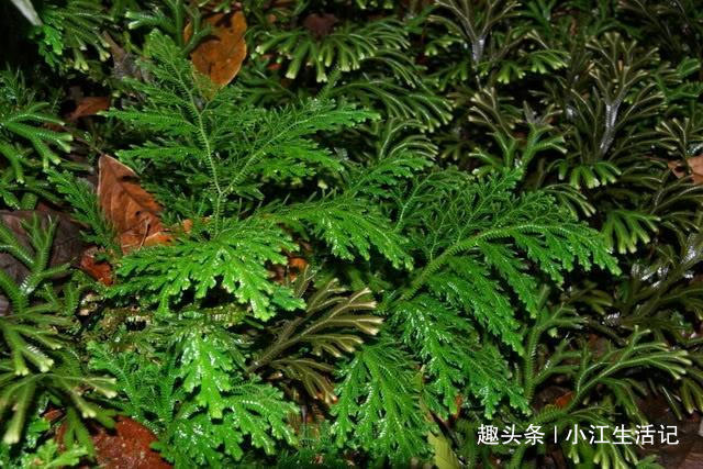 风湿|路边一种“龙骨草”,农民不知何用,却是不要钱的治“风湿”良药