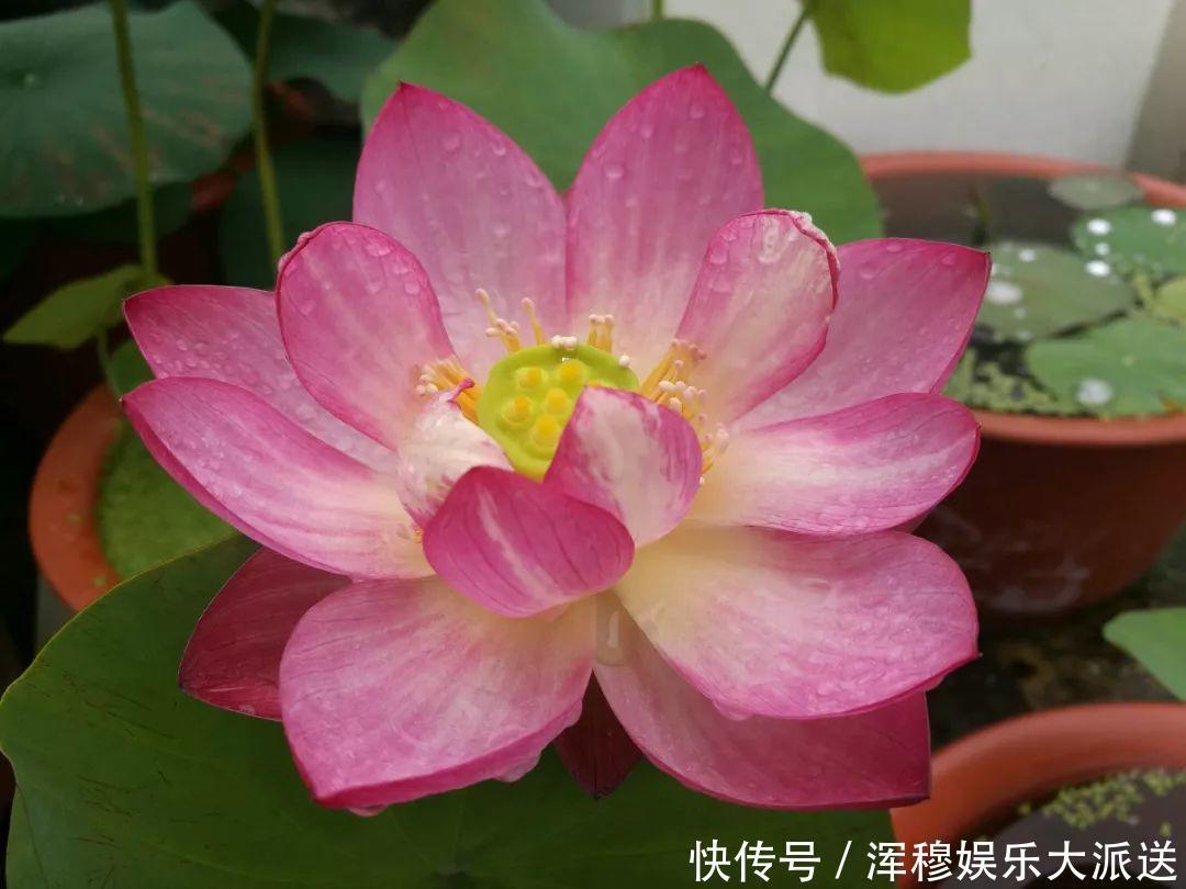 移栽|她在水缸里种荷花,开花比脸还大,满缸都是藕!