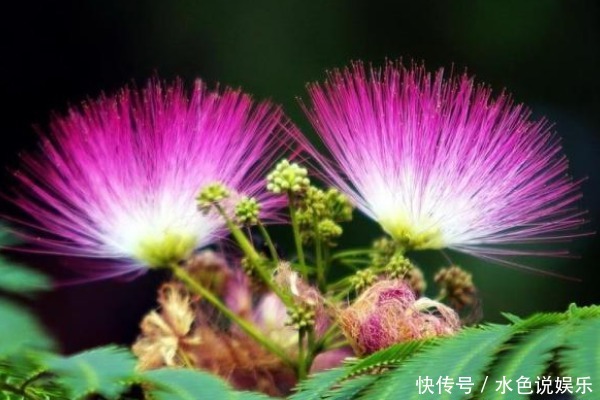 此花象征着永远恩爱，代表着不离不弃的夫妻，有合欢、爱情的美誉