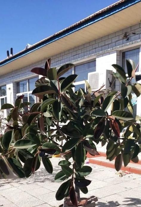 家庭养花,健康排在第一位,四种树随便放一种,吸甲醛效果强