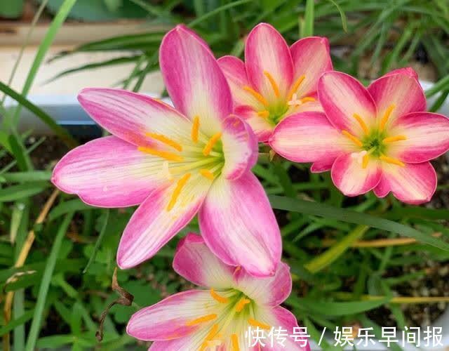 4种“懒人花”，浇点水就疯长，枝壮花多空气好，不会养花就养它