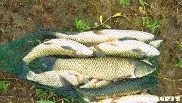 夏季手竿钓大鱼4大秘诀,常用这些招数,大货也能连竿上