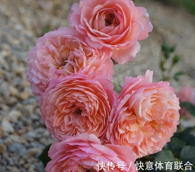 灌木|浓香月季品种大盘点,20个强香品种图文介绍。种一颗满屋飘香!