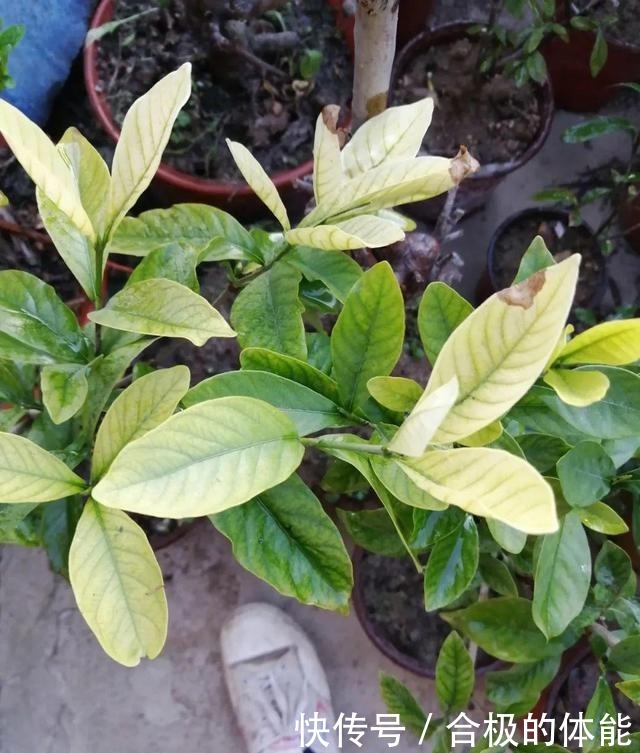 6种花爱吃醋,隔段时间喂口醋,叶子绿油油!