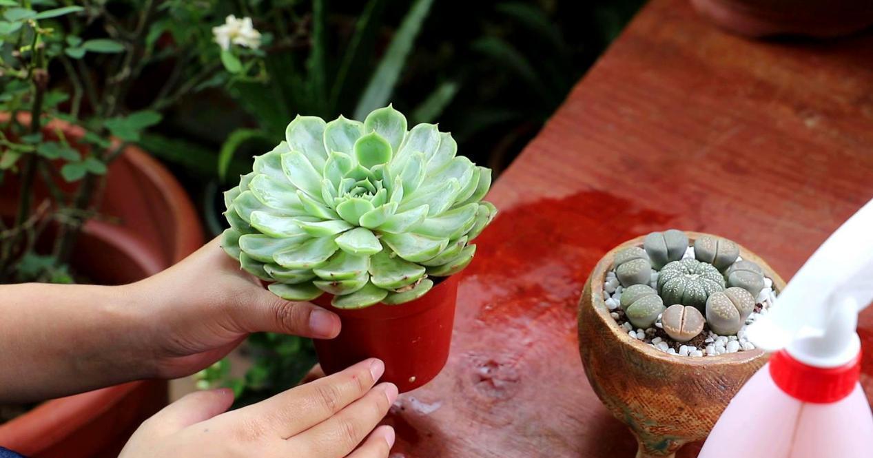 抓住这5点,深秋养得多肉胖乎乎,叶片厚实有精神