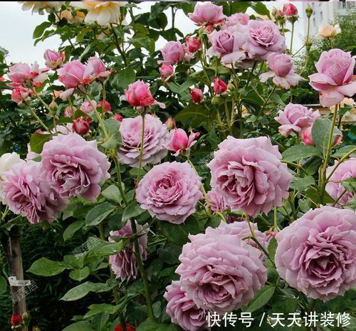 3种木枝花,颜值高花期长,越养越好看,长成老桩更值钱!