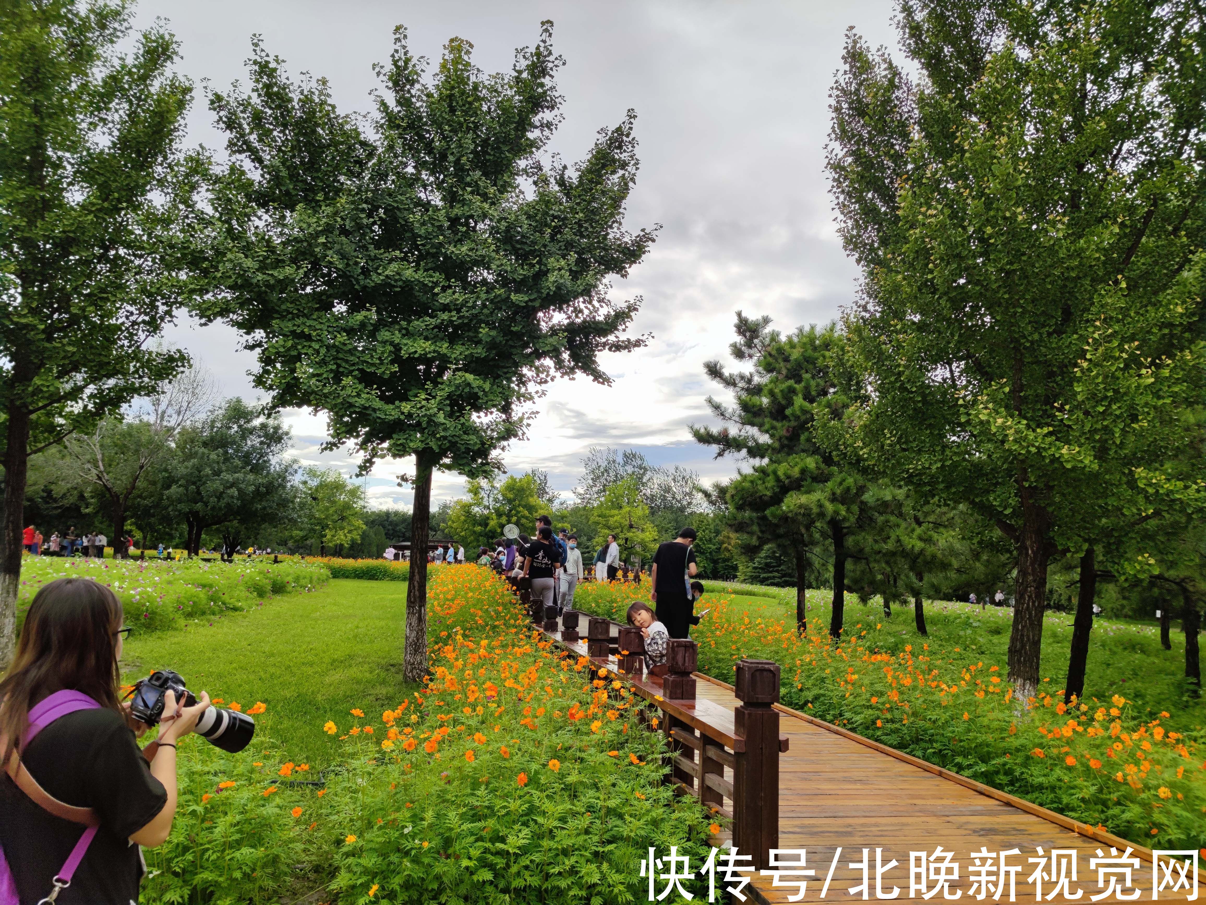 百日草|数万株各色菊花、“心形”图案百日草……北京奥森花海进入盛花期