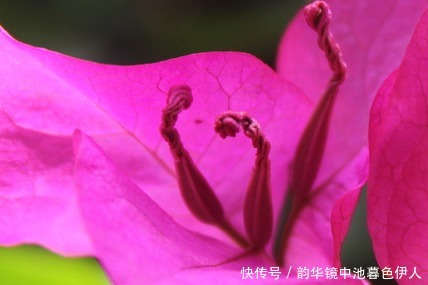 家养|家养三角梅总是开花少学会这三个小技巧,轻松花开爆满盆