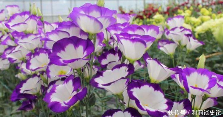 “4种花”养家里,一开就是300天,不用费心,就能长的特别好