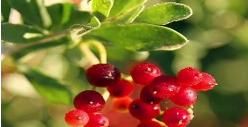 冬季男人养生最佳时，3种食物必吃，补气血，养肝，强肾壮腰！