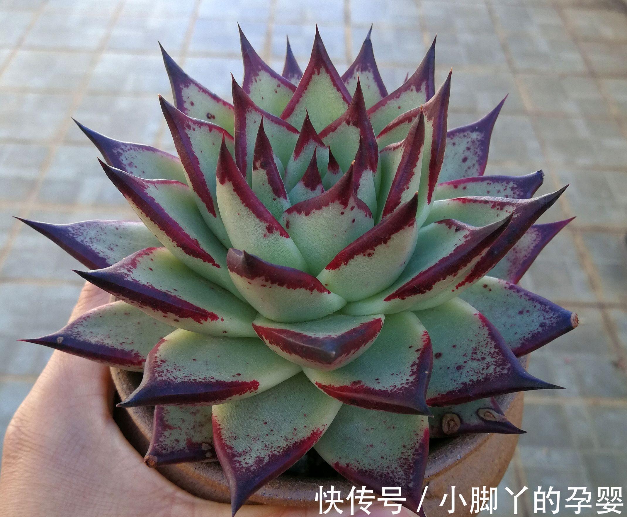 那些你可能不知道的多肉植物小秘密