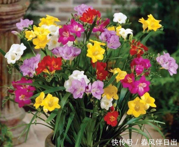 4种花是懒人的最爱,有阳光就爆盆,好养易活颜值高