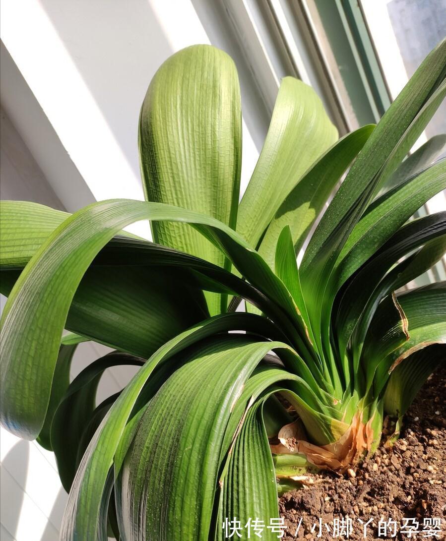 冬季养花，了解“七忌”，简单实用，安全过冬