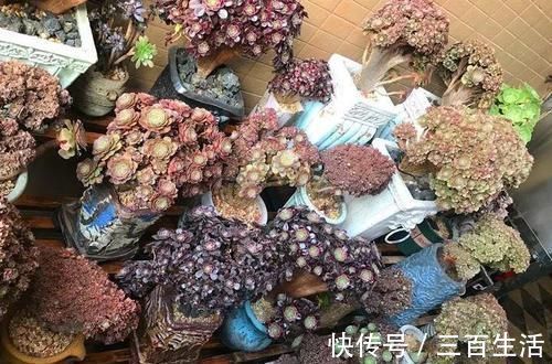 一日三餐|养肉的最高境界,多肉都缀化了,长成了小树桩,像极了孔雀开屏