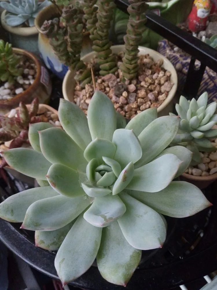 送瘟神,洒庭院,赏多肉,合家团聚话将来!