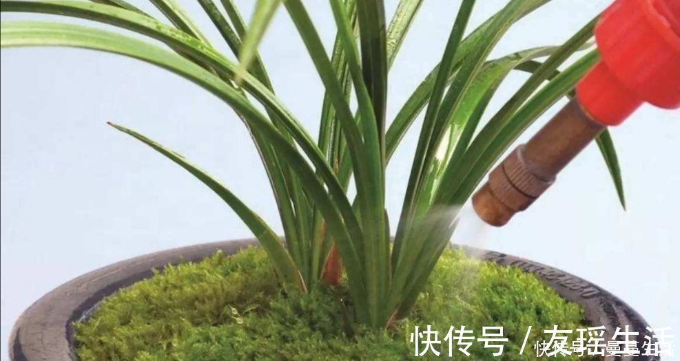 盆景|2种简单的方法,让盆景里长出绿油油的苔藓,漂亮又美观