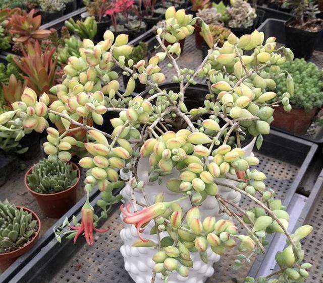 多肉植物长出“小胡须”，表示植株“不健康”，花友们要明白！