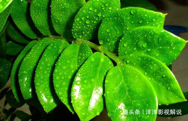 养护金钱树遇到这些问题，学会“这几招”轻松解决，很快枝繁叶茂