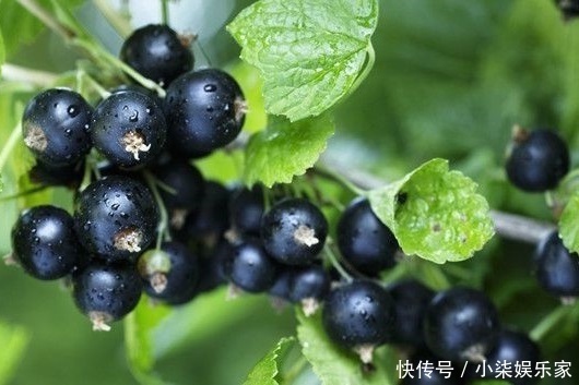 维生素c|女性睡前当零食吃,坚持7天,色斑没了,皱纹没了,子宫也好了