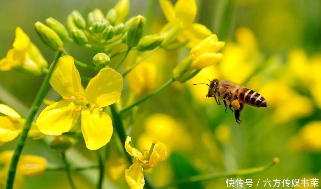 田园|石望交明村：油菜花海 满目金光