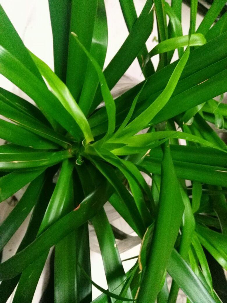 浇水|叶子发黄还脱落注意好这几点,叶子常年绿油油!