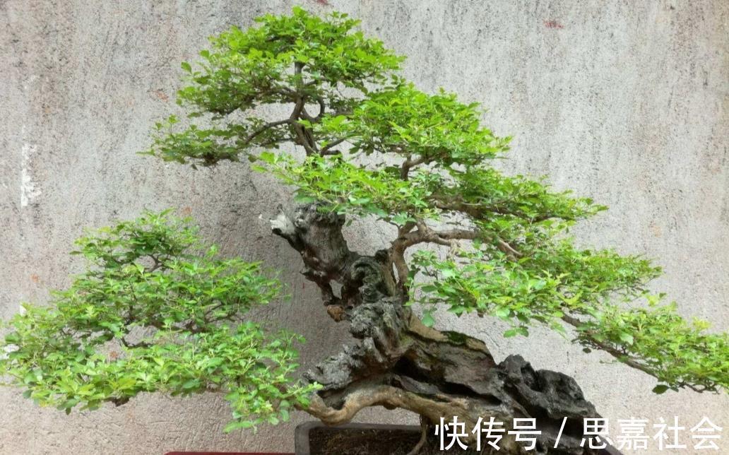 山荆|你看不上眼的黄荆，我拿来制成盆景，既好看又值钱