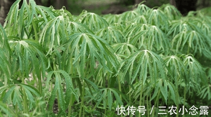 農民|農村山上有種野草, 農民稱作“雨傘菜”, 價值很珍貴見到要珍惜